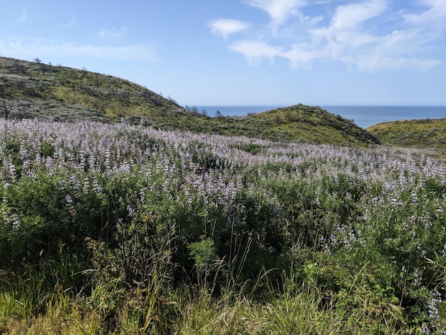 Nature and wildflowers at Point Reyes national seashore California