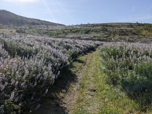 Nature and wildflowers at Point Reyes national seashore California