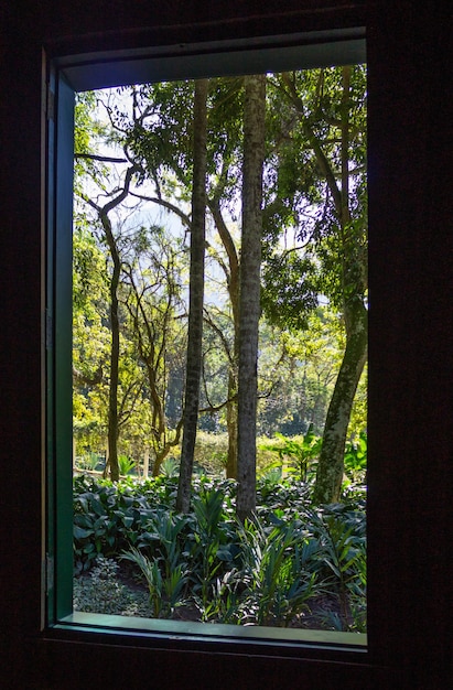 Nature behind the window