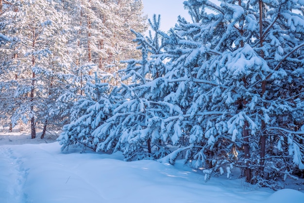 Nature winter background Snowy forest Pine trees covered with snow Winter nature Christmas background