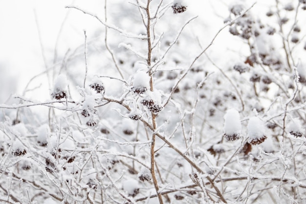 Nature in the winter Snow and frost on the branches of a bush