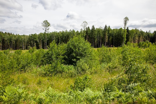 Nature with plants grass and trees in cloudy weather landscape with trees and other plants