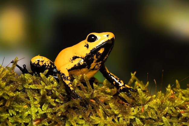 Nature Young golden poison frog Blackfoot on a mossy branch