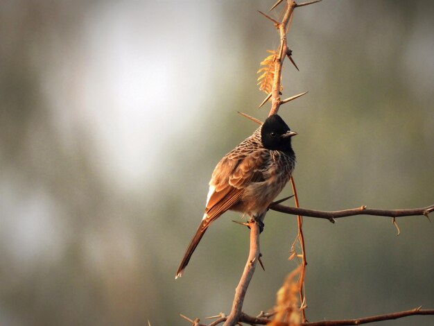 Photo natures melody a redvented bulbul in song