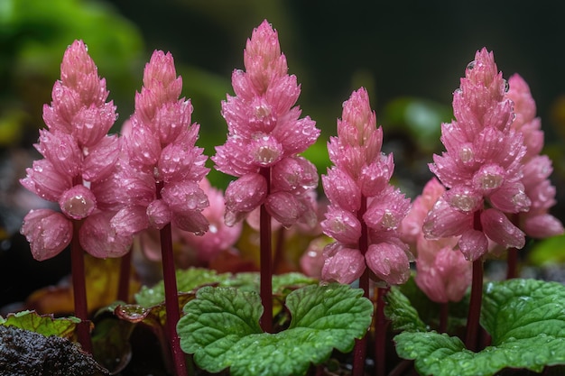 Photo natures palette the striking contrast of mountain rhubarb and lush green foliage