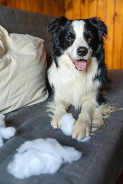 Naughty playful puppy dog border collie after mischief biting pillow lying on couch at home Guilty dog and destroyed living room Damage messy home and puppy with funny guilty look