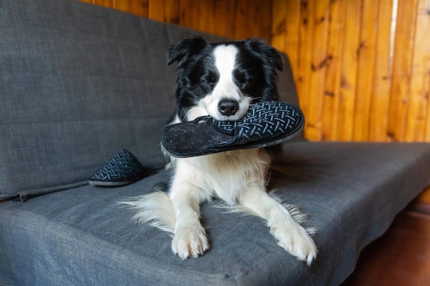 Naughty playful puppy dog border collie after mischief biting slipper lying on couch at home guilty