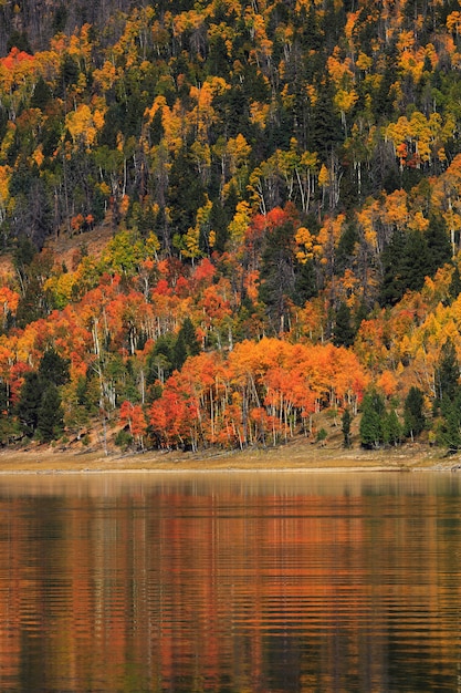 Navajo Lake Autumn Reflections