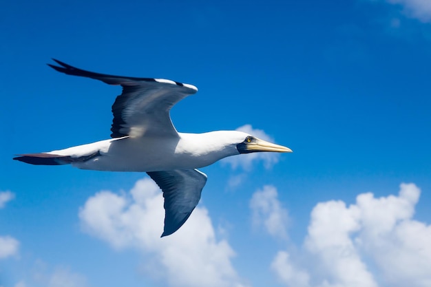 Nazca Booby Sula granti flies beautifully close in the blue sky