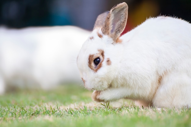 ND rabbit or cute bunny on green grass.