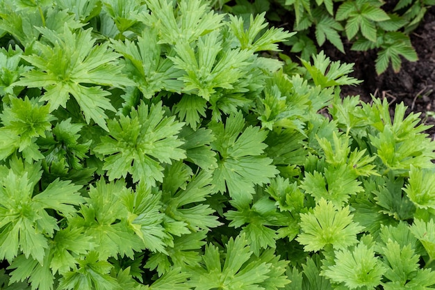 Neapolitan wolf's bane Aconitum lycoctonum subsp neapolitanum grows in a garden