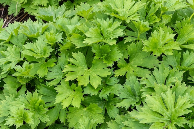 Neapolitan wolf's bane Aconitum lycoctonum subsp neapolitanum grows in a garden