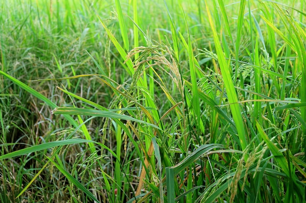 Nearly ripe rice plants in the paddy field in the central region of Thailand