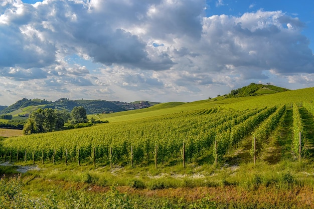 Photo nebbiolo vineyards in the southern part of piedmont