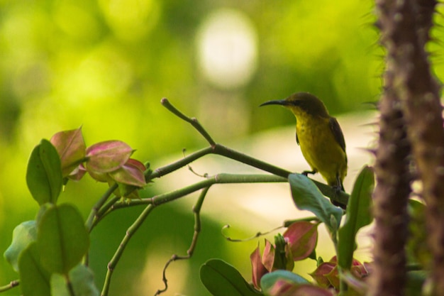 Nectar birds are foraging for flowers natural bird with green leaf blur background