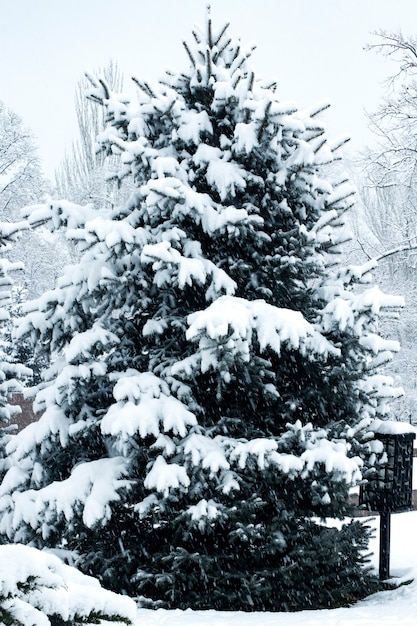 Needle evergreen trees under the snow Winter Christmas mood Catastrophic precipitation and frost