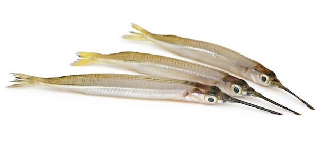 Photo needlefish of fresh water over white background