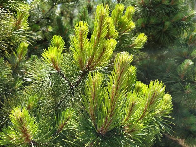 Needles on a pine branch pine branches and needles Closeup of fresh green pine branches Daylight Partially defocused