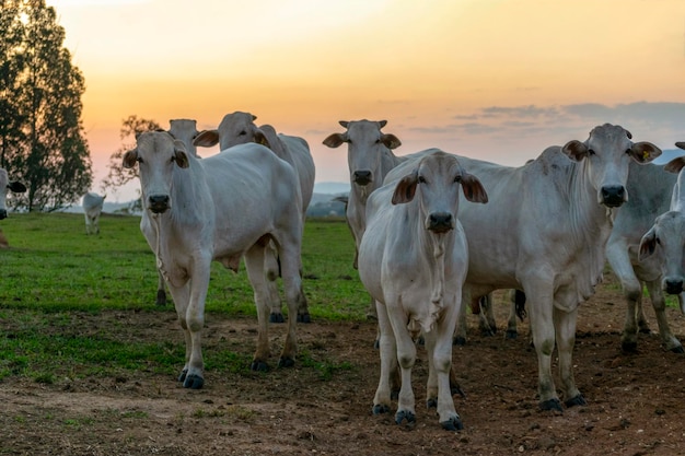 Nelore cattle on the farm at sunset