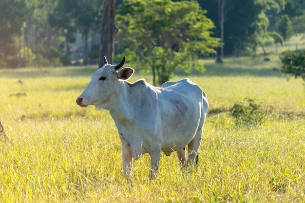 Nelore cattle in green pasture