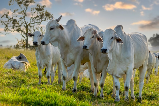 Nelore cattle herd on a sunny day