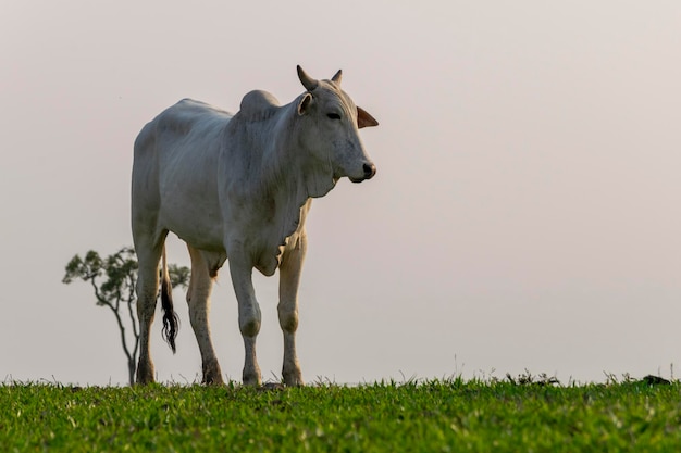 Nelore cattle isolated on pasture