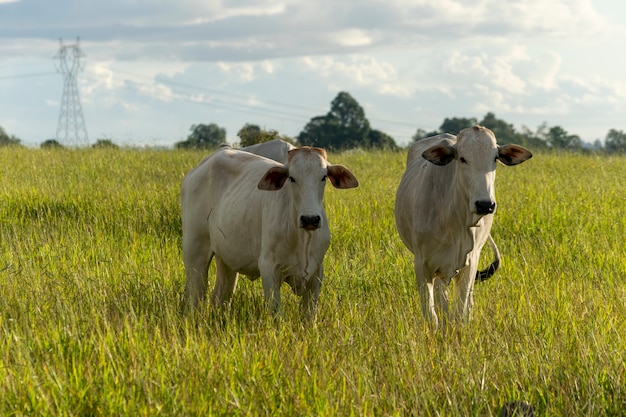 Nelore cattle in the pasture