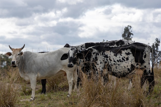 Nelore Cows in a field grazing Green grass Selective focus