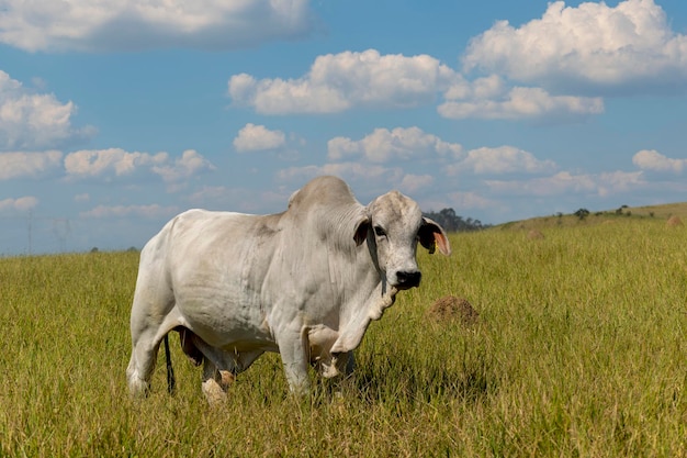 Nelore ox in the pasture with blue sky