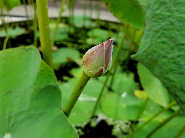 Nelumbo nucifera or Indian lotus Pink lotus flower and green leaf