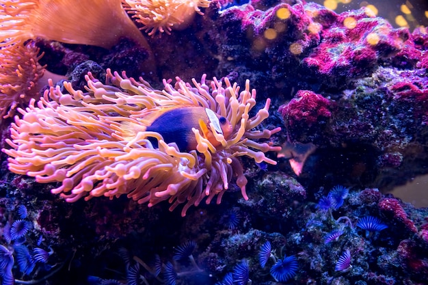 Nemo clown fish in the anemone on the colorful healthy coral reef. Anemonefish nemo couple swimming underwater. Scuba diving coral reef scene with nemo and anemone.Clown Fish in Red Anemone