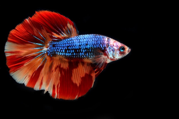 nemo dragon halfmoon betta on black background