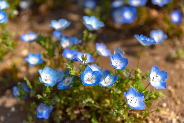 Nemophila baby blue eyes flowers flower field blue flower carpet