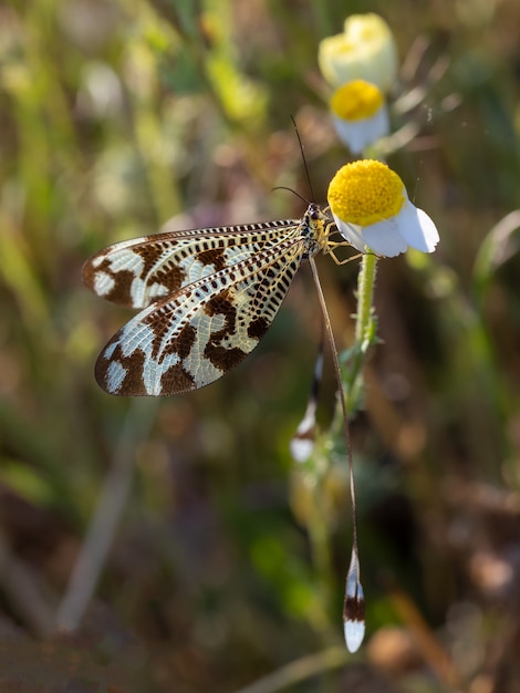 Nemoptera bipennis in its natural environment.