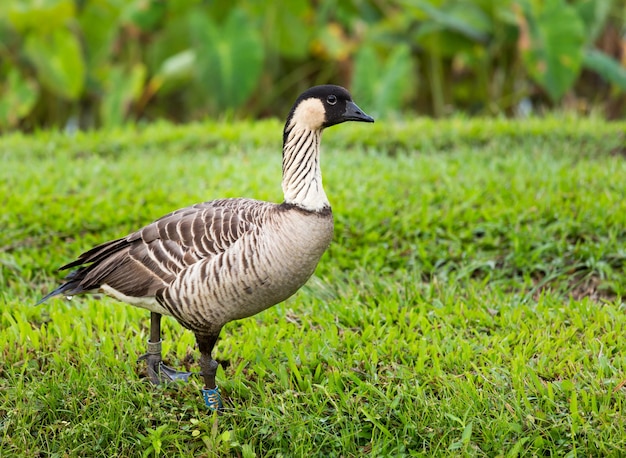 Nene goose in Hanalei Valley on Kauai