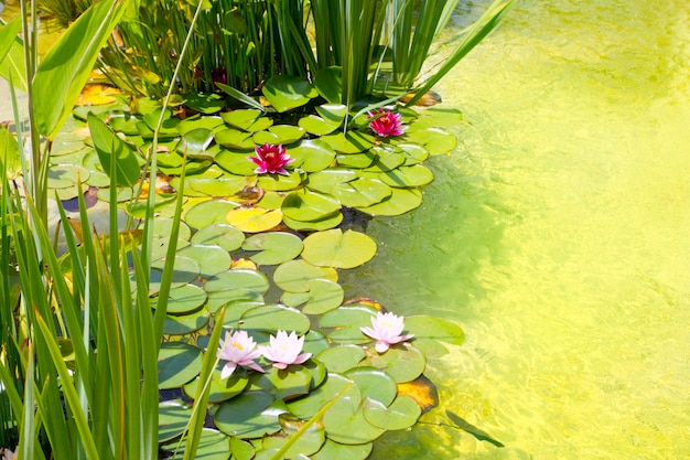 Nenufar Water Lilies on green water pond