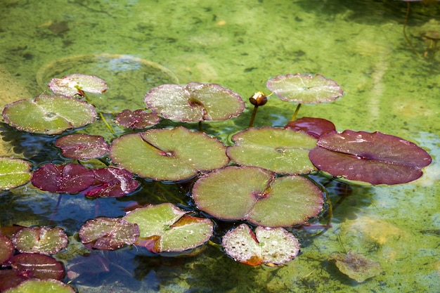 Nenuphar in a japanese garden pond