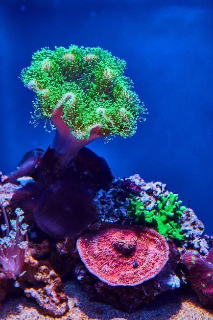 Neon green coral polyps on sandy bottom with dark blue background