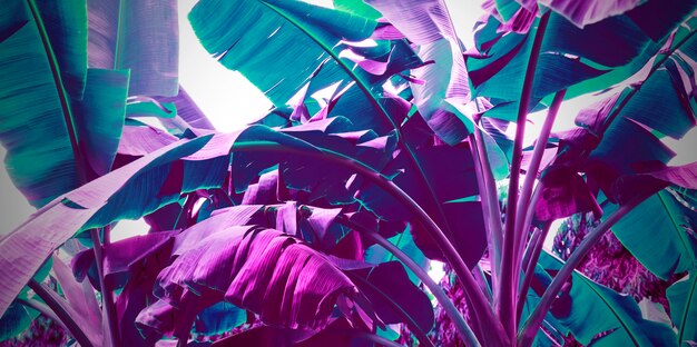 neon purple banana leaves abstract background 