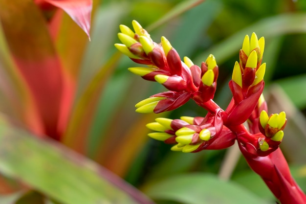 Neoregelia Ornamental plants are very colorful in Thailand.