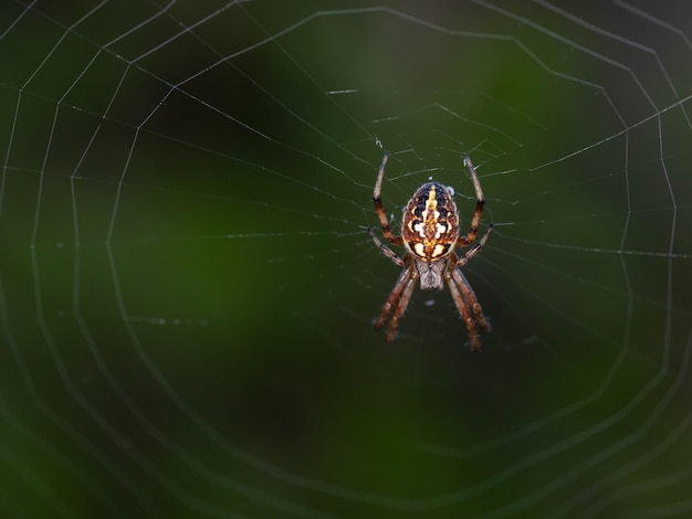 Photo neoscona adianta. spider in its natural environment.