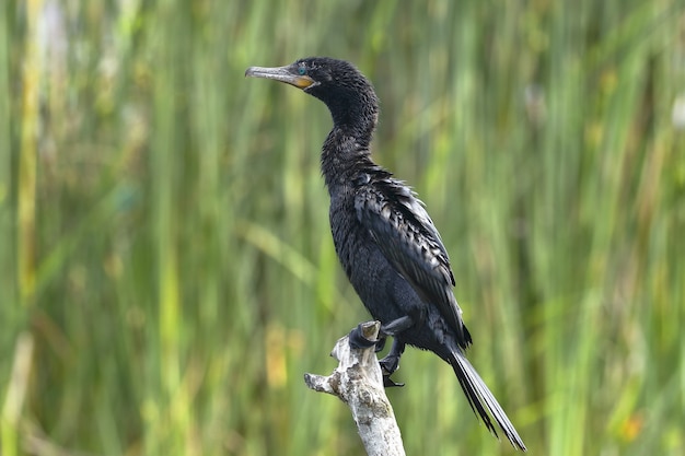 Neotropic cormorant