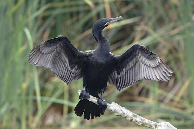 Neotropic cormorant