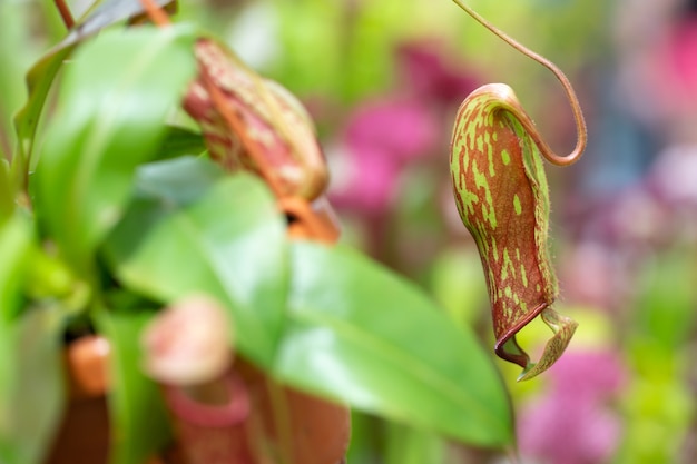 Nepenthes carnivorous plant in the huge botanical garden, nature concept