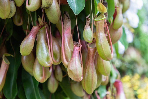 Nepenthes tropical carnivore plant in the garden