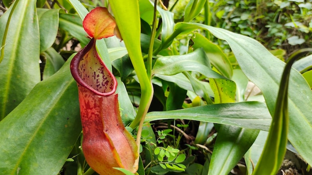 Nepenthes in tropical rainforest garden.