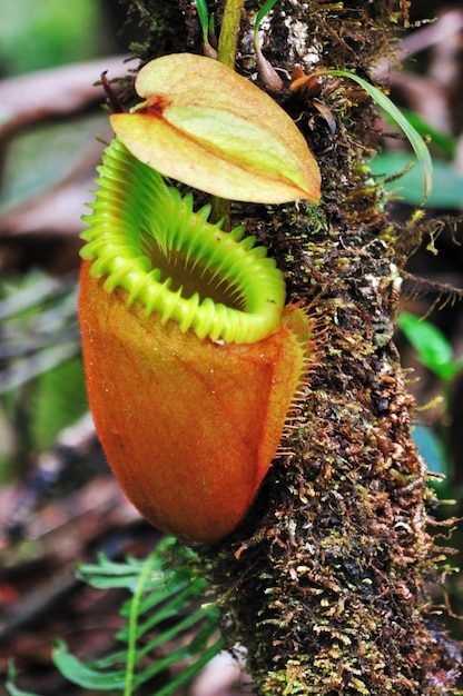 Nepenthes villosa Pitcher plants in Mt Kinabalu National Park Sabah Borneo