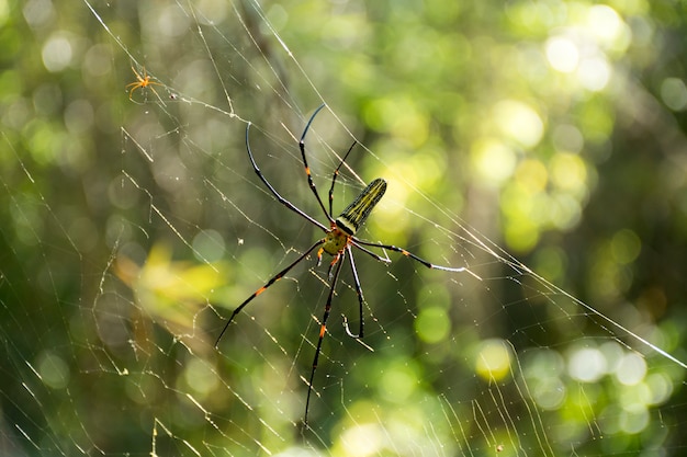 nephila pilipes spider