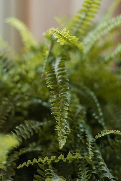 Photo nephrolepis exaltata boston fern green lady  nice and modern space of home interior home gardengreen...