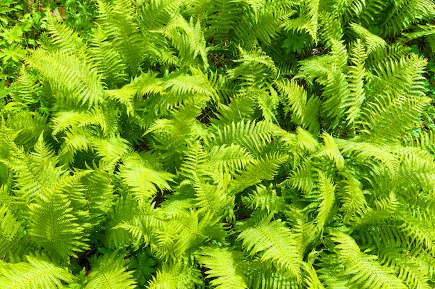 Nephrolepis exaltata (The Sword Fern) - a species of fern in the family Lomariopsidaceae